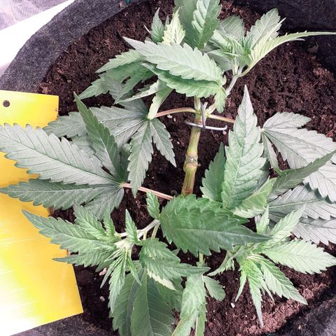 Pakistan Valley  growlog timeline photo
