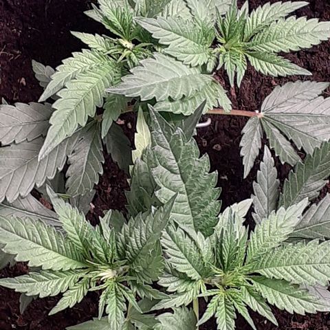 Pakistan Valley  growlog timeline photo