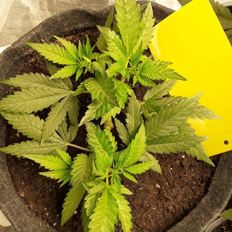 Pakistan Valley  growlog timeline photo