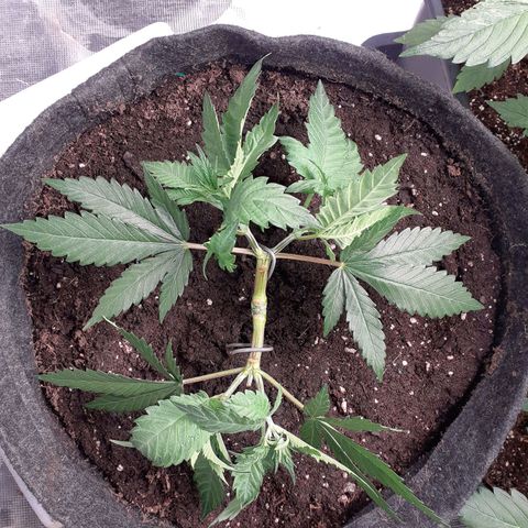 Pakistan Valley  growlog timeline photo