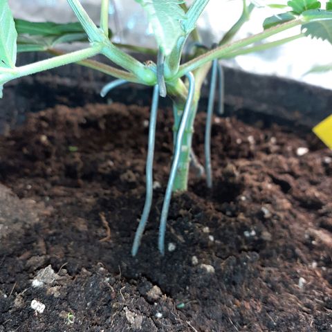 Pakistan Valley  growlog timeline photo