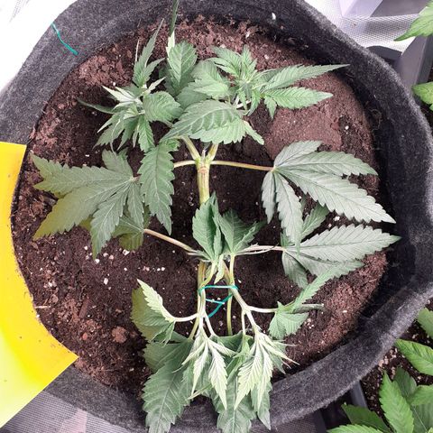 Pakistan Valley  growlog timeline photo