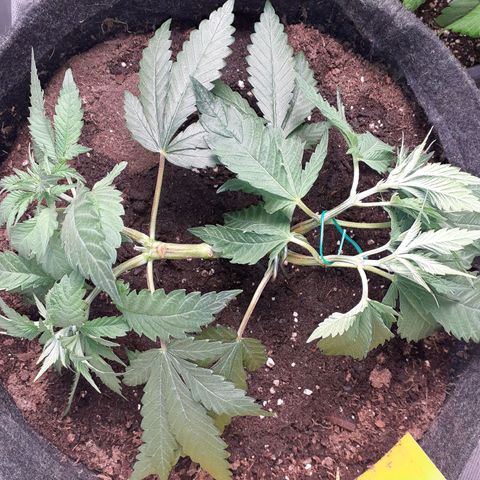 Pakistan Valley  growlog timeline photo