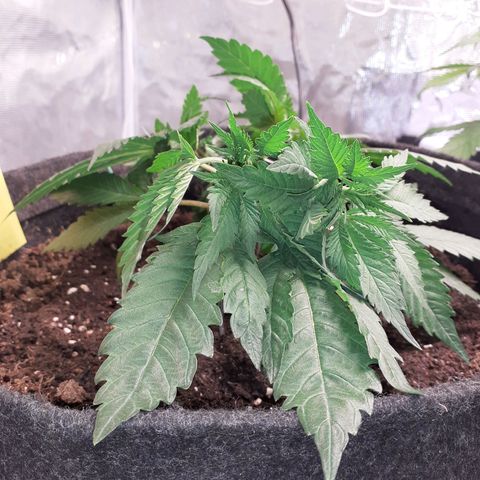 Pakistan Valley  growlog timeline photo