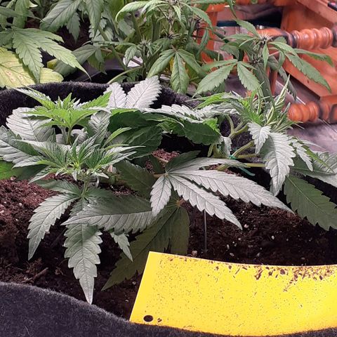 Pakistan Valley  growlog timeline photo