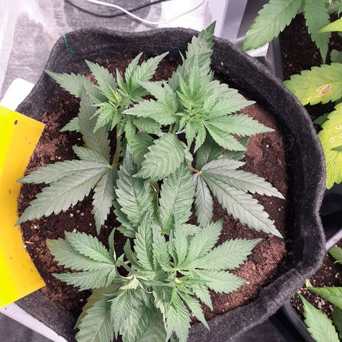 Pakistan Valley  growlog timeline photo