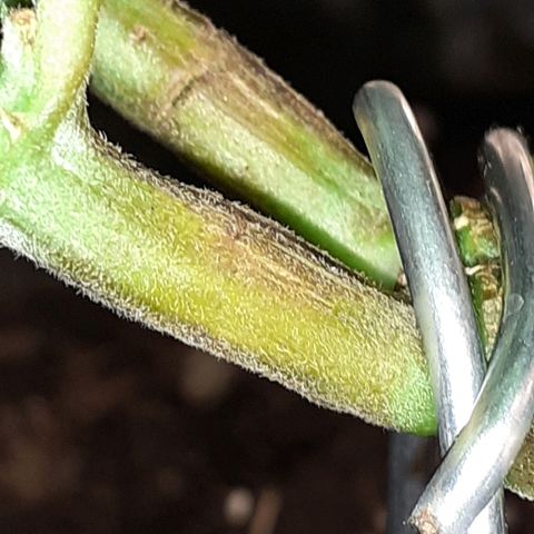 Pakistan Valley  growlog timeline photo