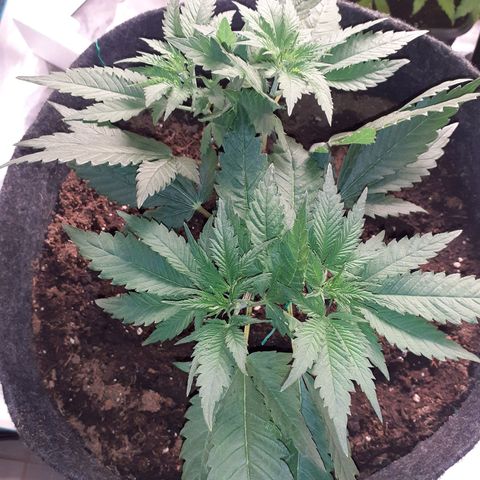 Pakistan Valley  growlog timeline photo