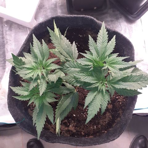 Pakistan Valley  growlog timeline photo