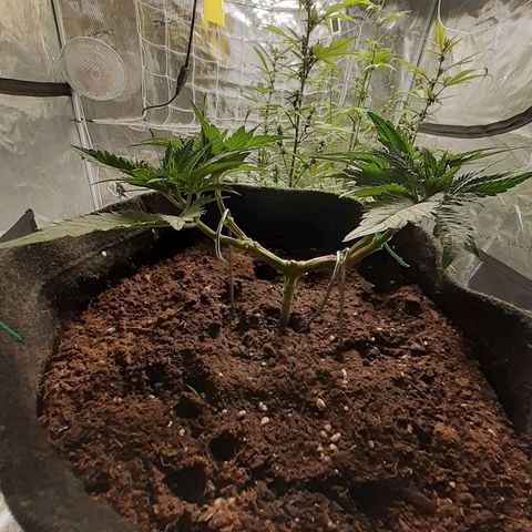 Pakistan Valley  growlog timeline photo