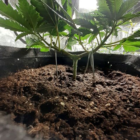 Pakistan Valley  growlog timeline photo