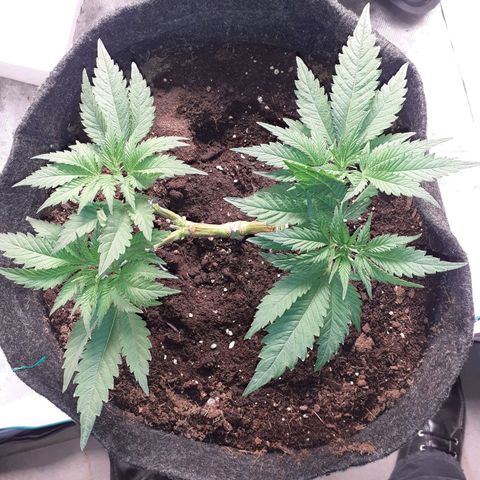 Pakistan Valley  growlog timeline photo