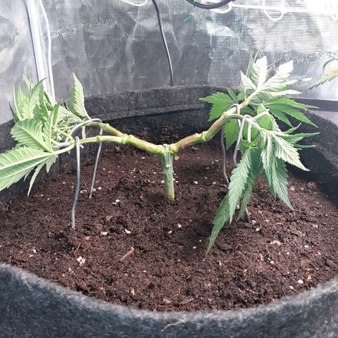 Pakistan Valley  growlog timeline photo