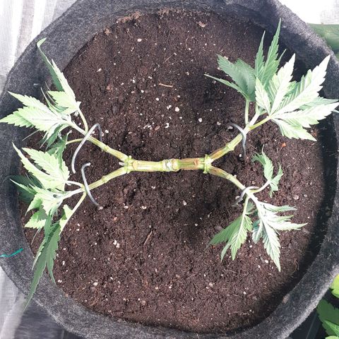Pakistan Valley  growlog timeline photo