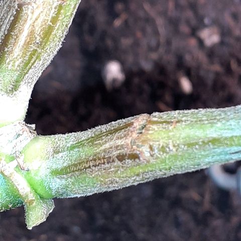 Pakistan Valley  growlog timeline photo