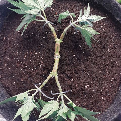 Pakistan Valley  growlog timeline photo