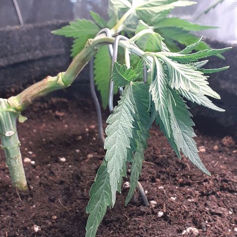 Pakistan Valley  growlog timeline photo