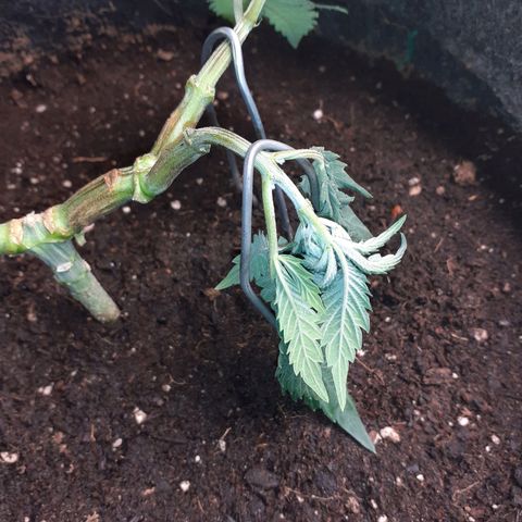 Pakistan Valley  growlog timeline photo