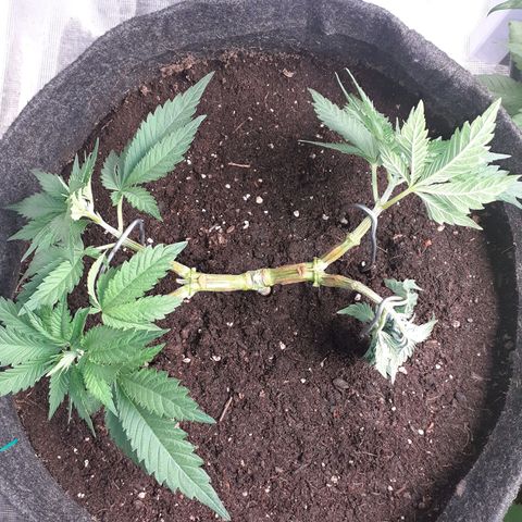 Pakistan Valley  growlog timeline photo