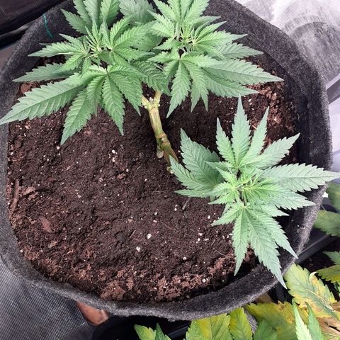 Pakistan Valley  growlog timeline photo