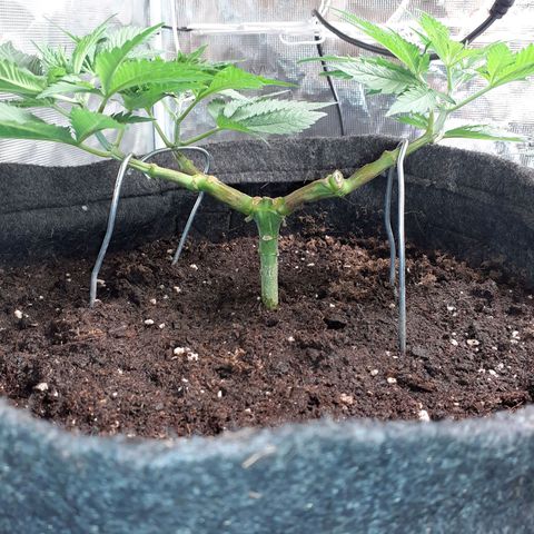 Pakistan Valley  growlog timeline photo