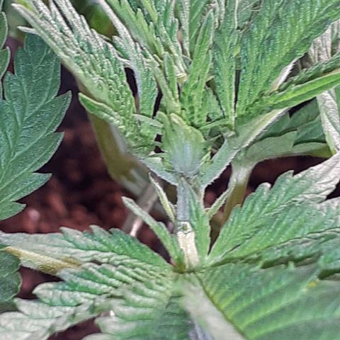 Pakistan Valley  growlog timeline photo