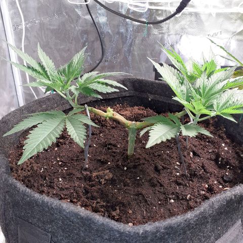 Pakistan Valley  growlog timeline photo