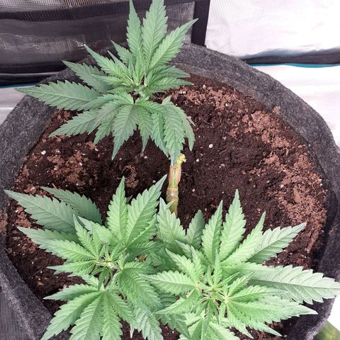Pakistan Valley  growlog timeline photo