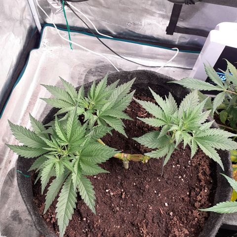 Pakistan Valley  growlog timeline photo