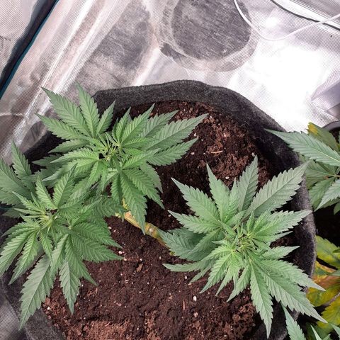 Pakistan Valley  growlog timeline photo