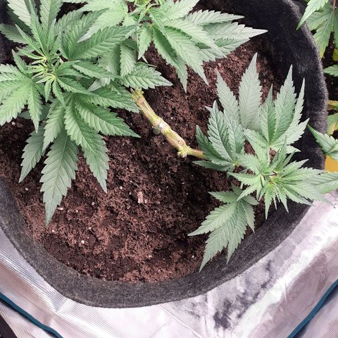 Pakistan Valley  growlog timeline photo
