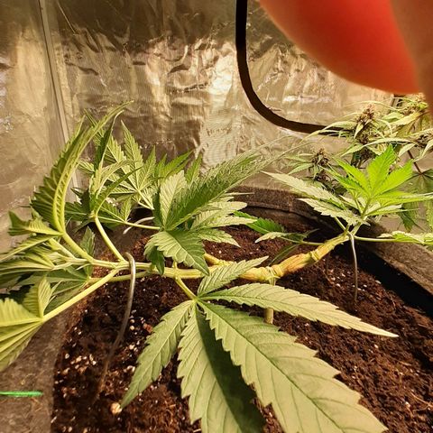Pakistan Valley  growlog timeline photo
