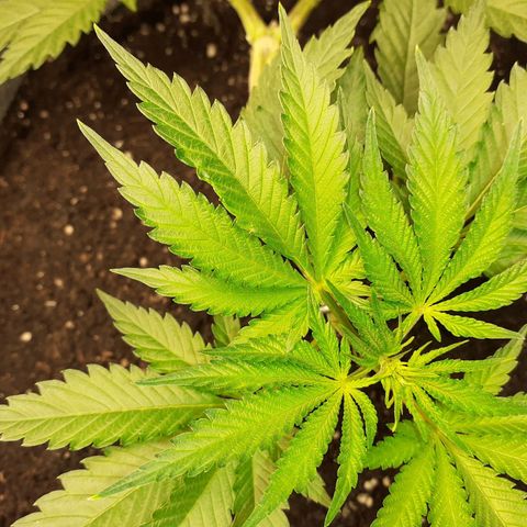 Pakistan Valley  growlog timeline photo