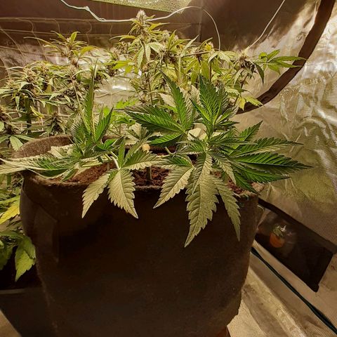 Pakistan Valley  growlog timeline photo