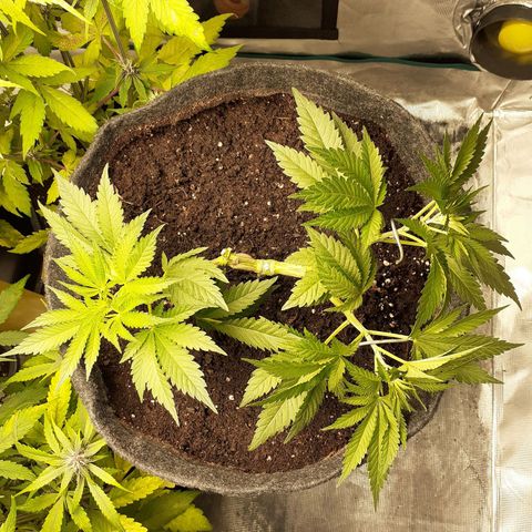 Pakistan Valley  growlog timeline photo
