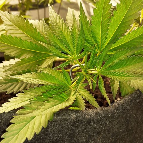 Pakistan Valley  growlog timeline photo
