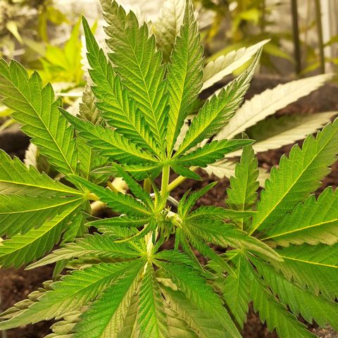 Pakistan Valley  growlog timeline photo