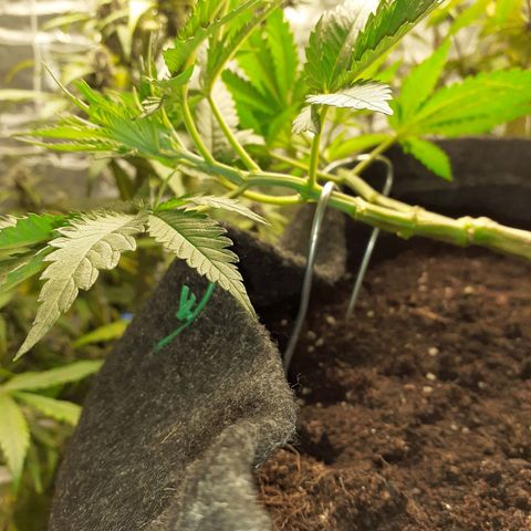 Pakistan Valley  growlog timeline photo