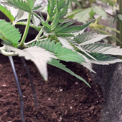 Pakistan Valley  growlog timeline photo