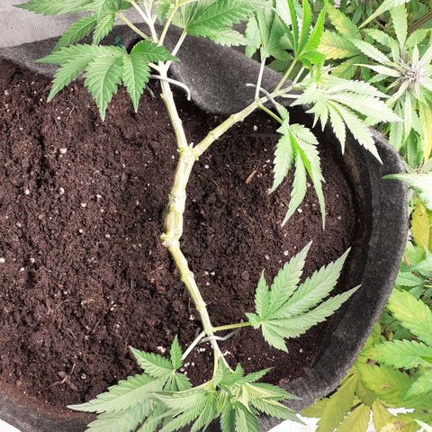 Pakistan Valley  growlog timeline photo