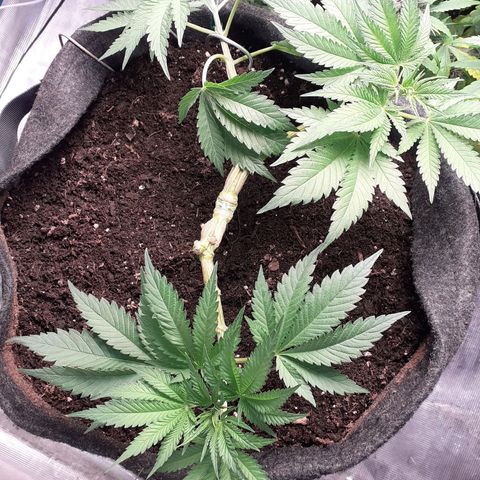 Pakistan Valley  growlog timeline photo