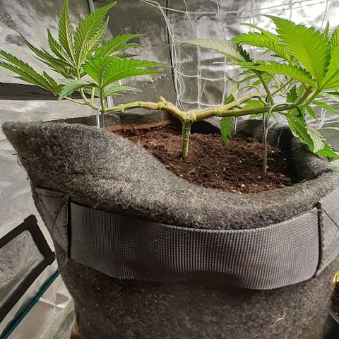 Pakistan Valley  growlog timeline photo