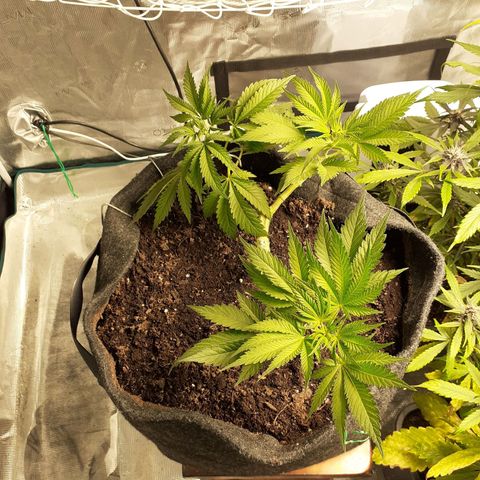 Pakistan Valley  growlog timeline photo