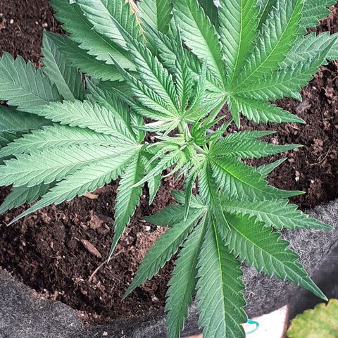 Pakistan Valley  growlog timeline photo