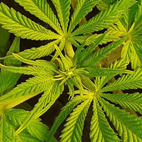 Pakistan Valley  growlog timeline photo