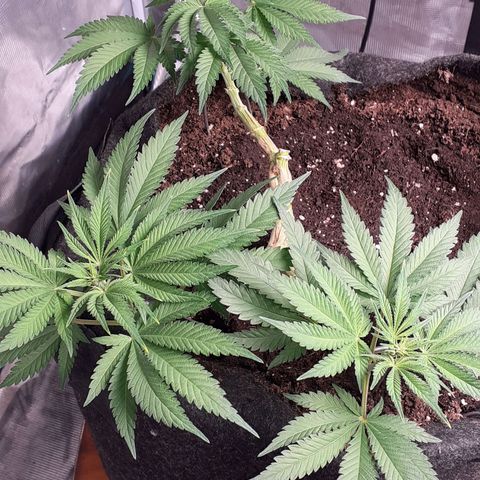 Pakistan Valley  growlog timeline photo