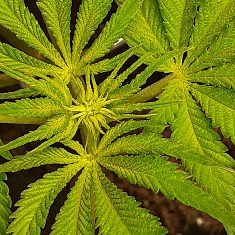 Pakistan Valley  growlog timeline photo