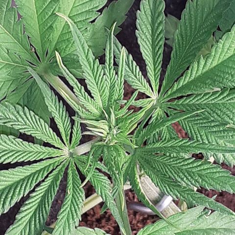 Pakistan Valley  growlog timeline photo
