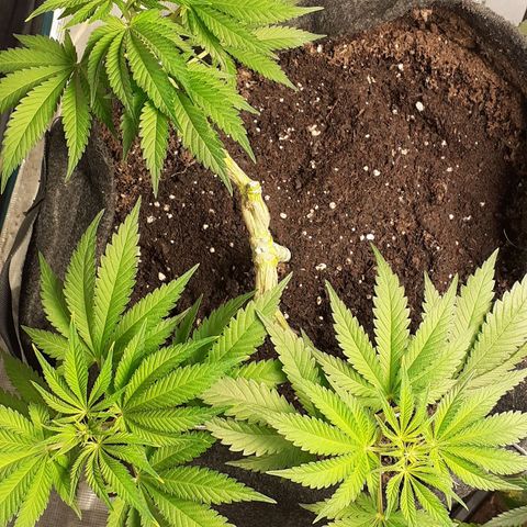 Pakistan Valley  growlog timeline photo