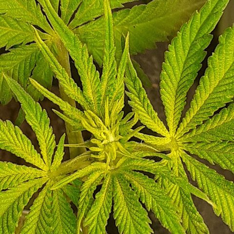 Pakistan Valley  growlog timeline photo